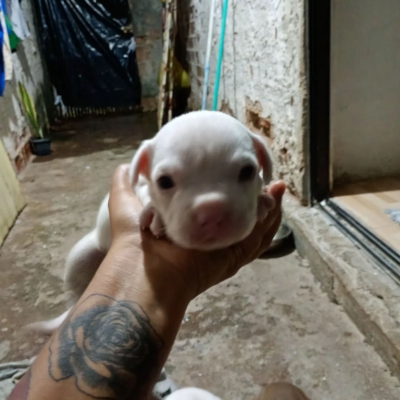 Filhotes de Pitbull  - Foto 4