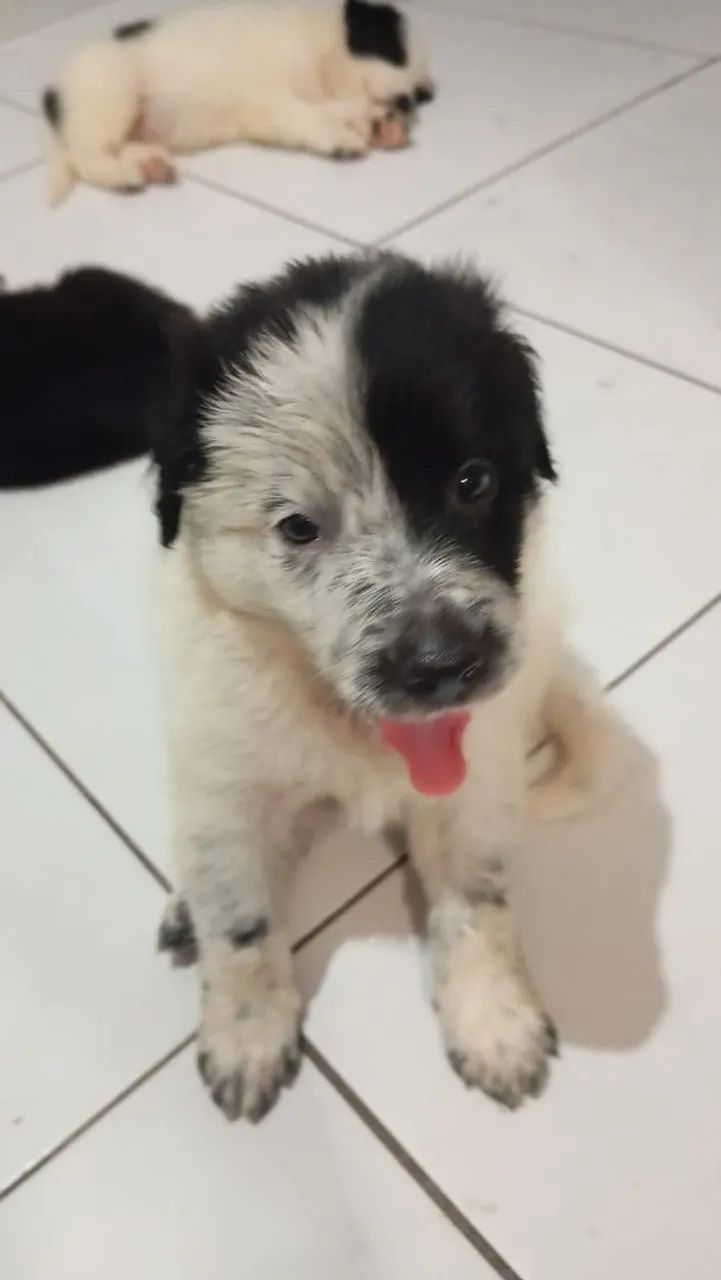 Border collie aceito propostas  - Foto 3
