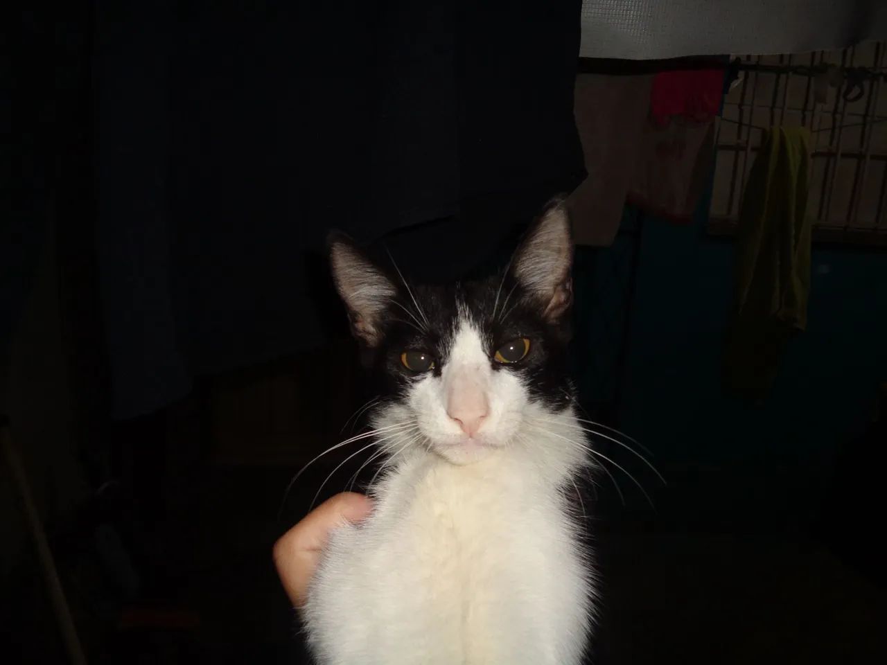 Adoção Responsável-Gatos filhotes - Foto 2