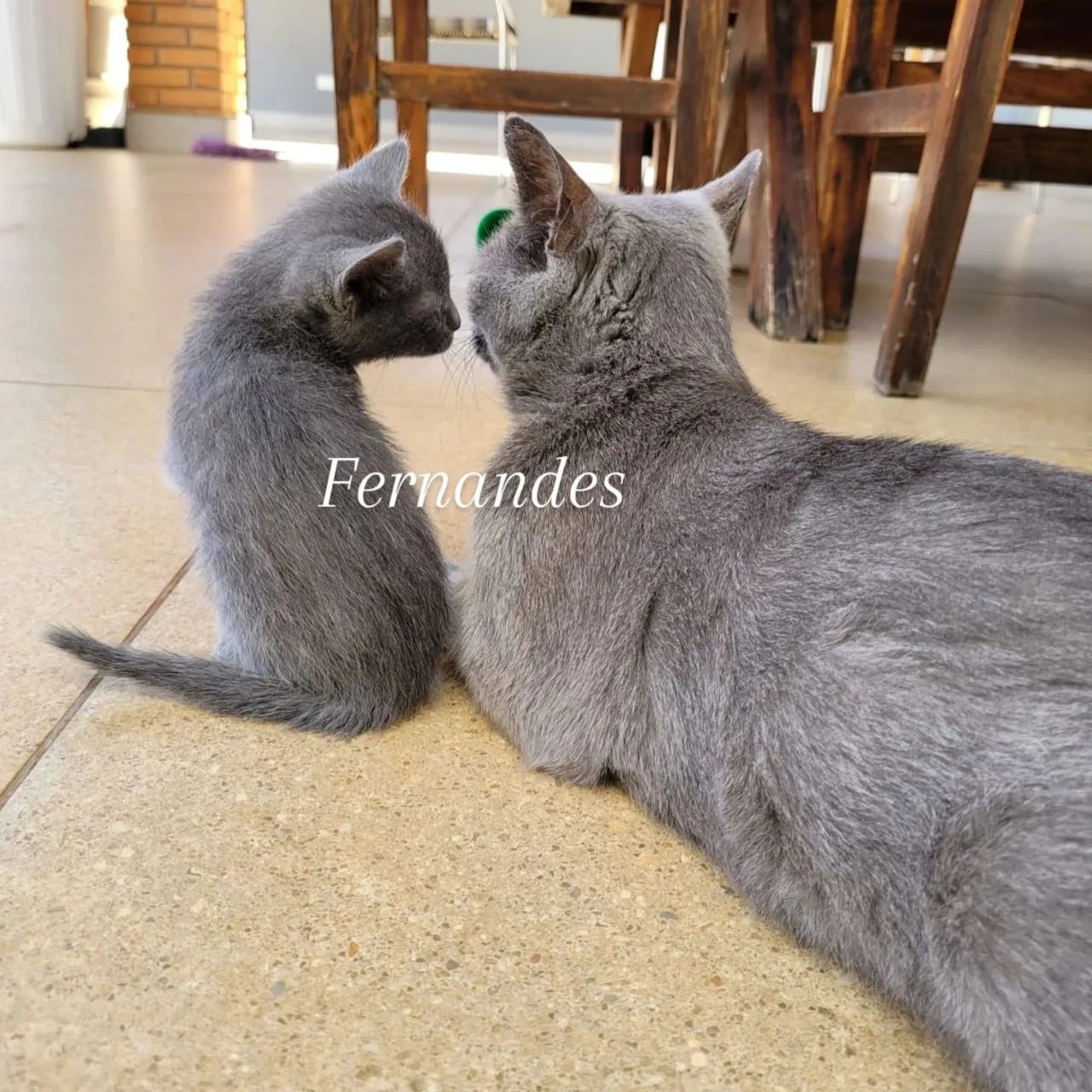 Azul Russo Filhotes  - Foto 2