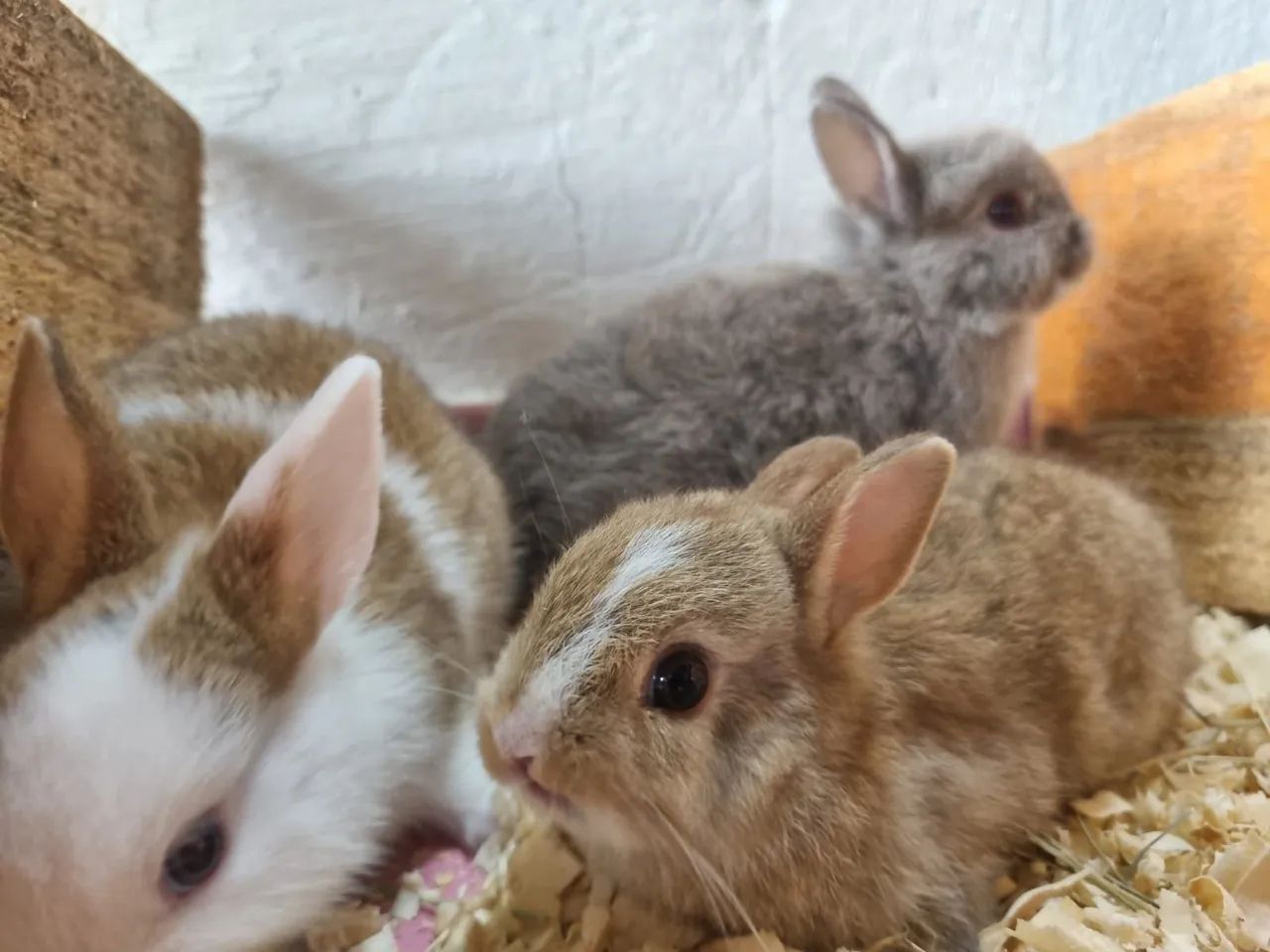 Coelhos - Foto 3