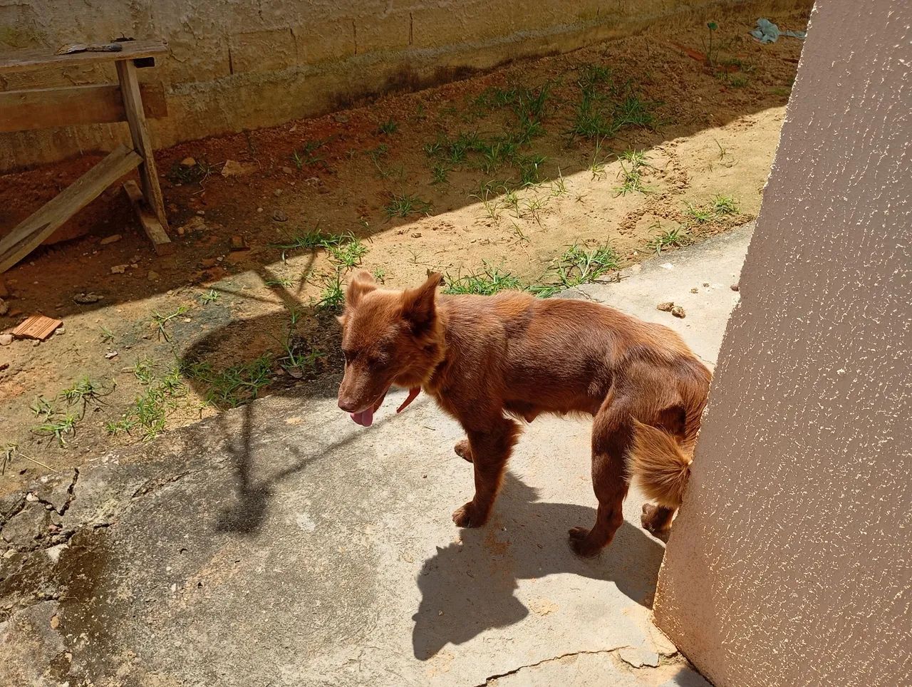 Kelpie Australiano com Border Collie  - Foto 2