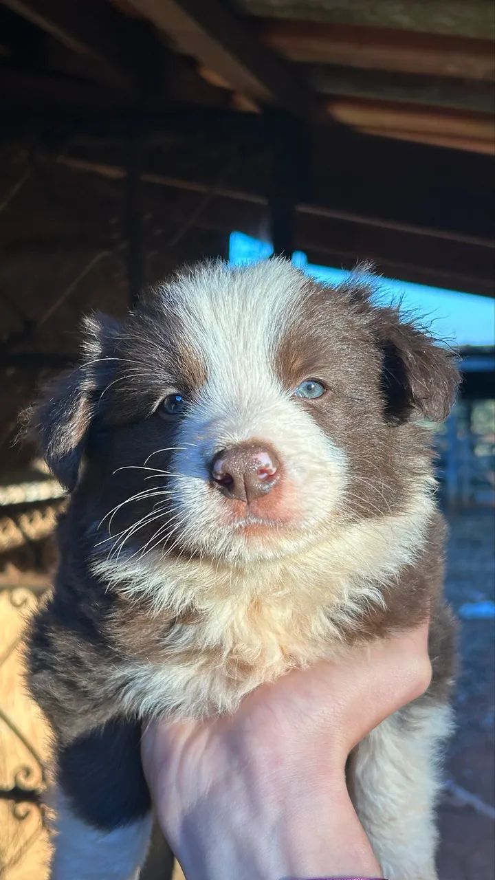 Boder collie 