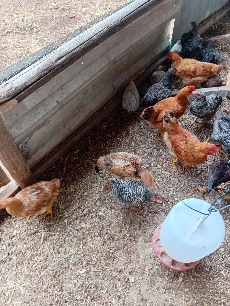 Outros animais  - Foto 5