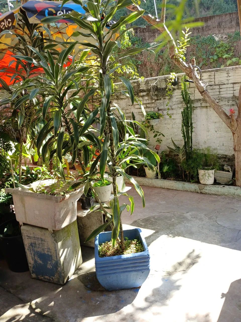 Planta 