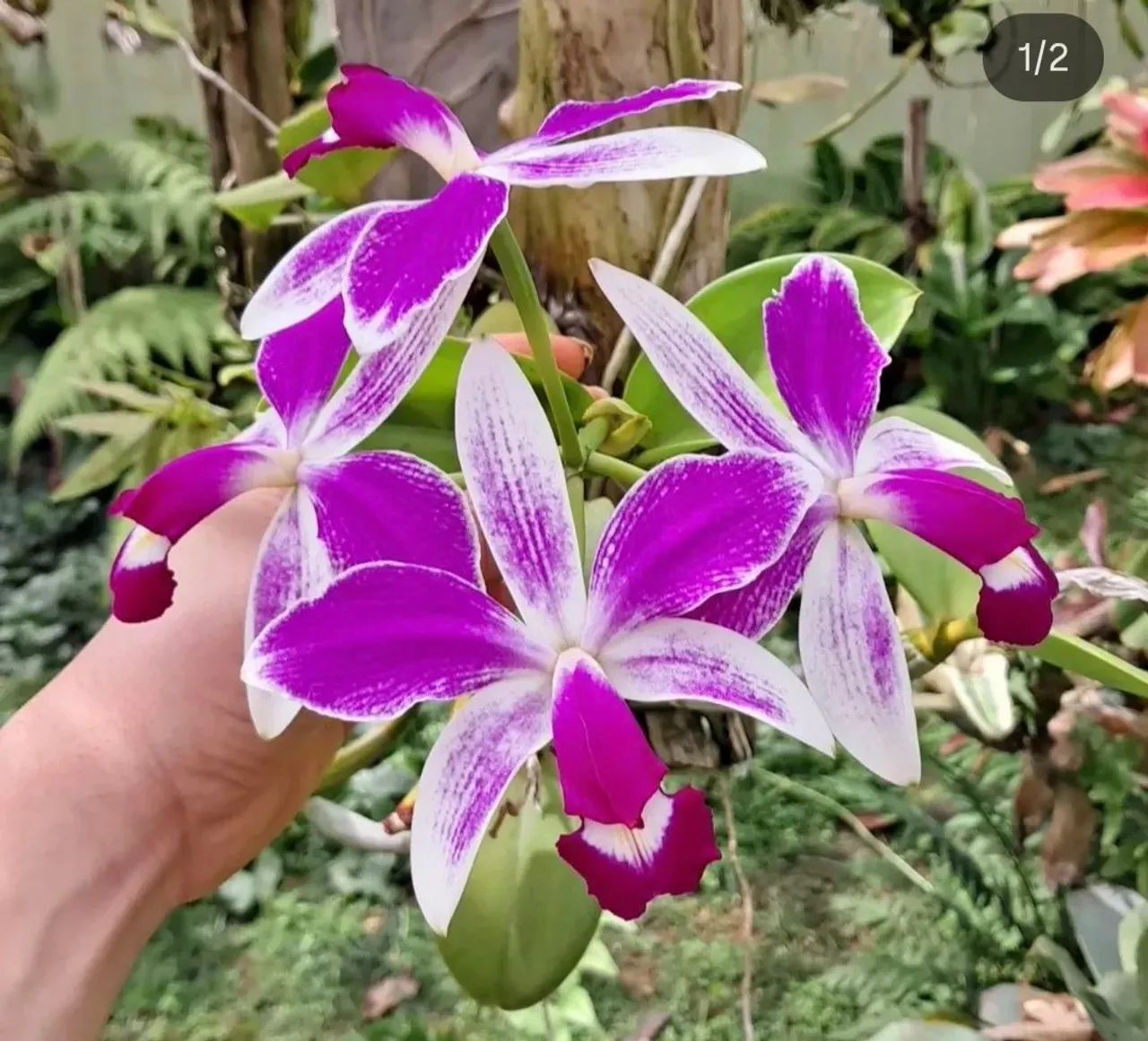 Orquídea Cattleya violacea striata  - Foto 3