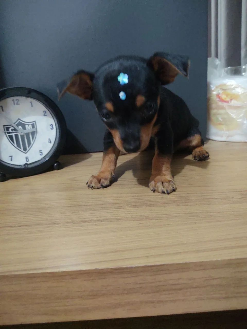 Pinscher  fêmea 