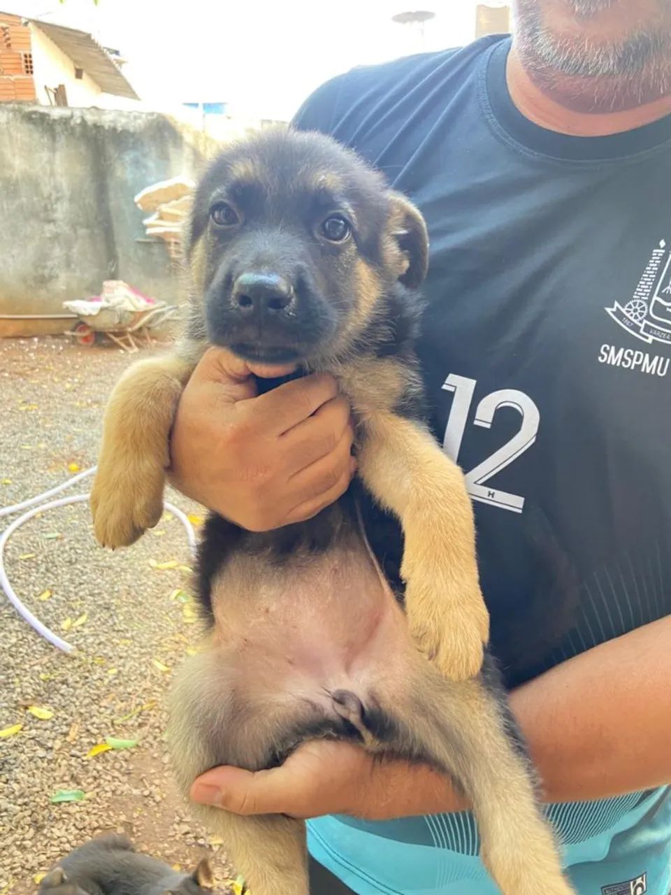 Pastor alemão  - Foto 4