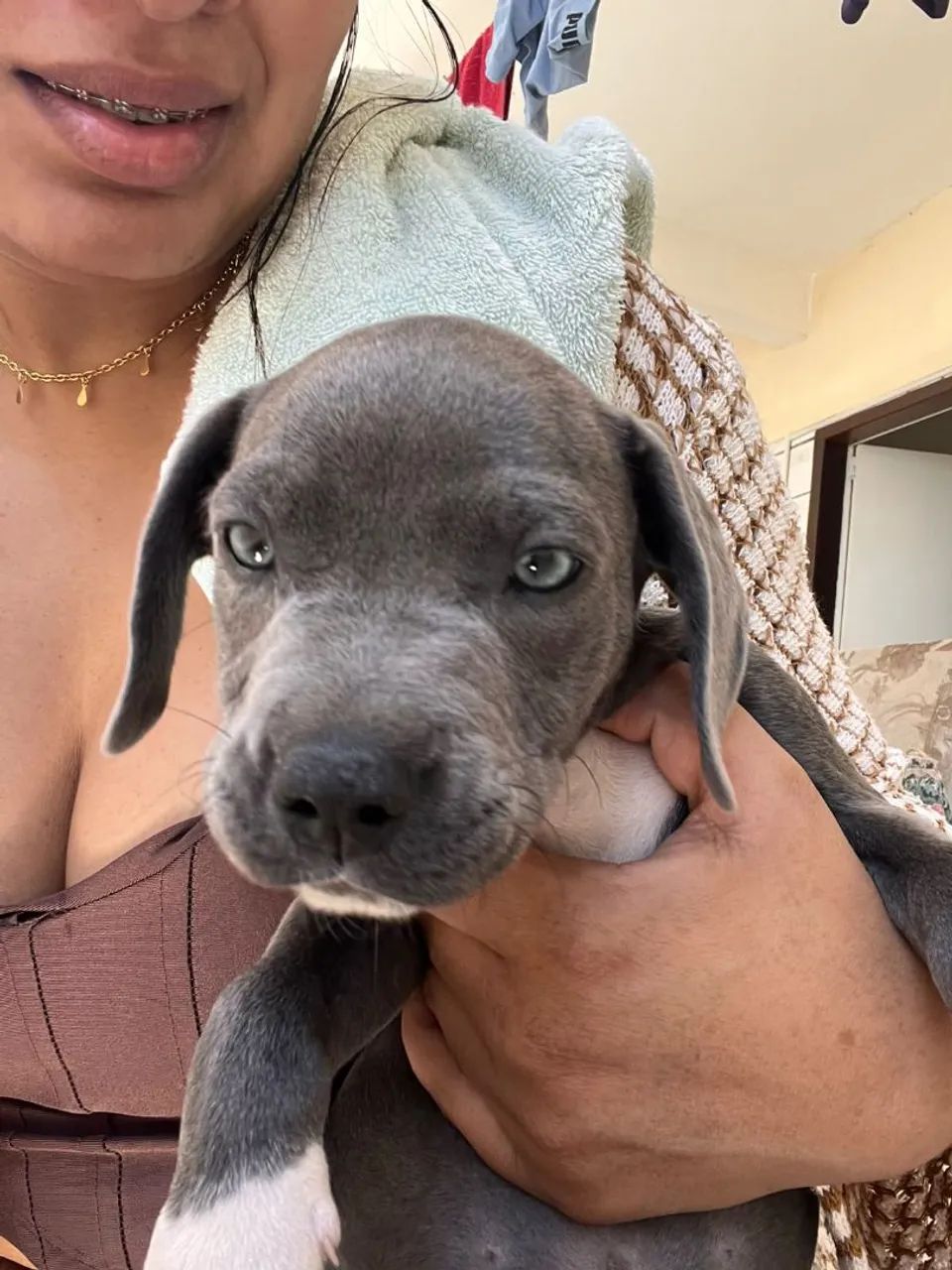 Filhote american bully - Foto 4