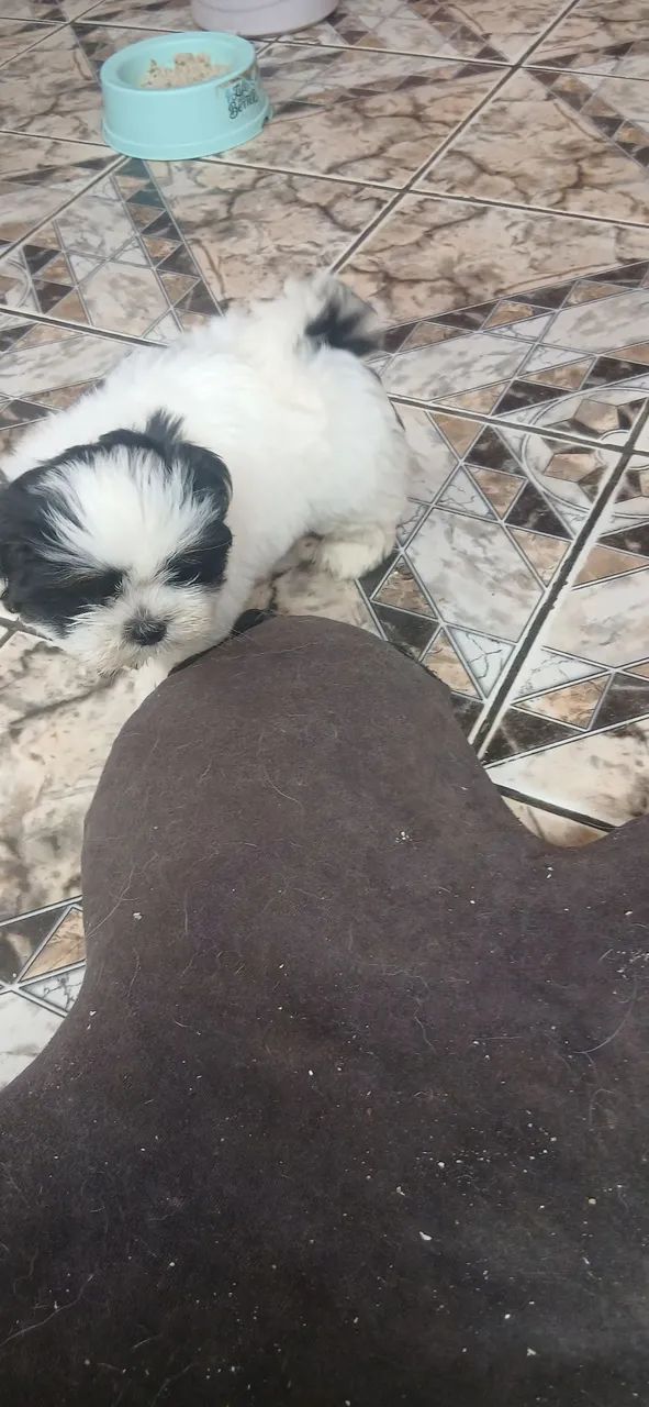 Cachorro - Foto 3