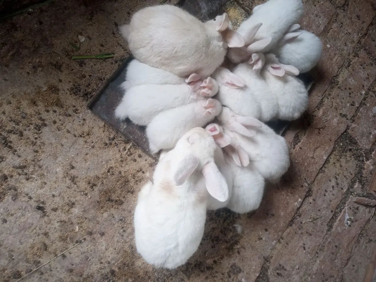 Vendo coelhos  - Foto 2