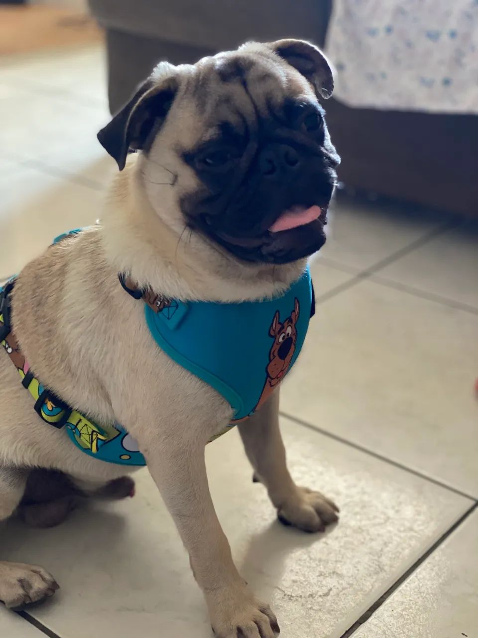 Pug