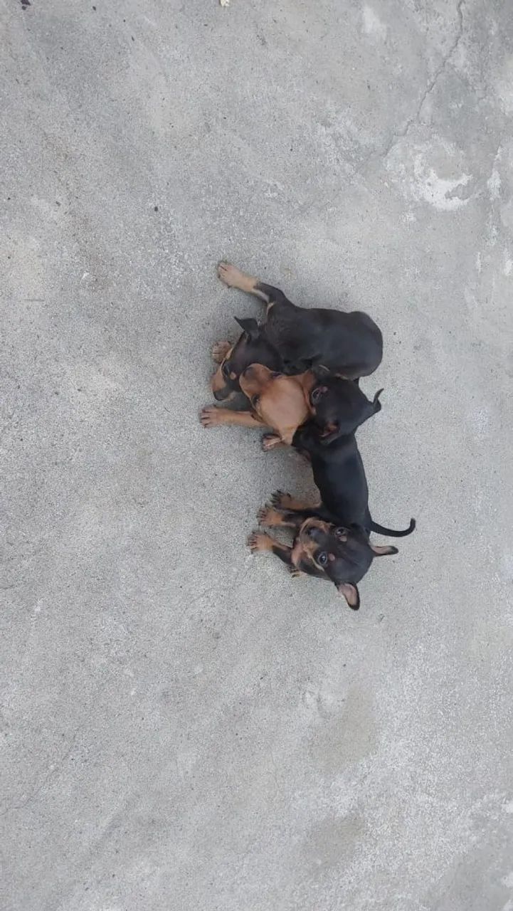 Cachorro pinscher 1 - Foto 2