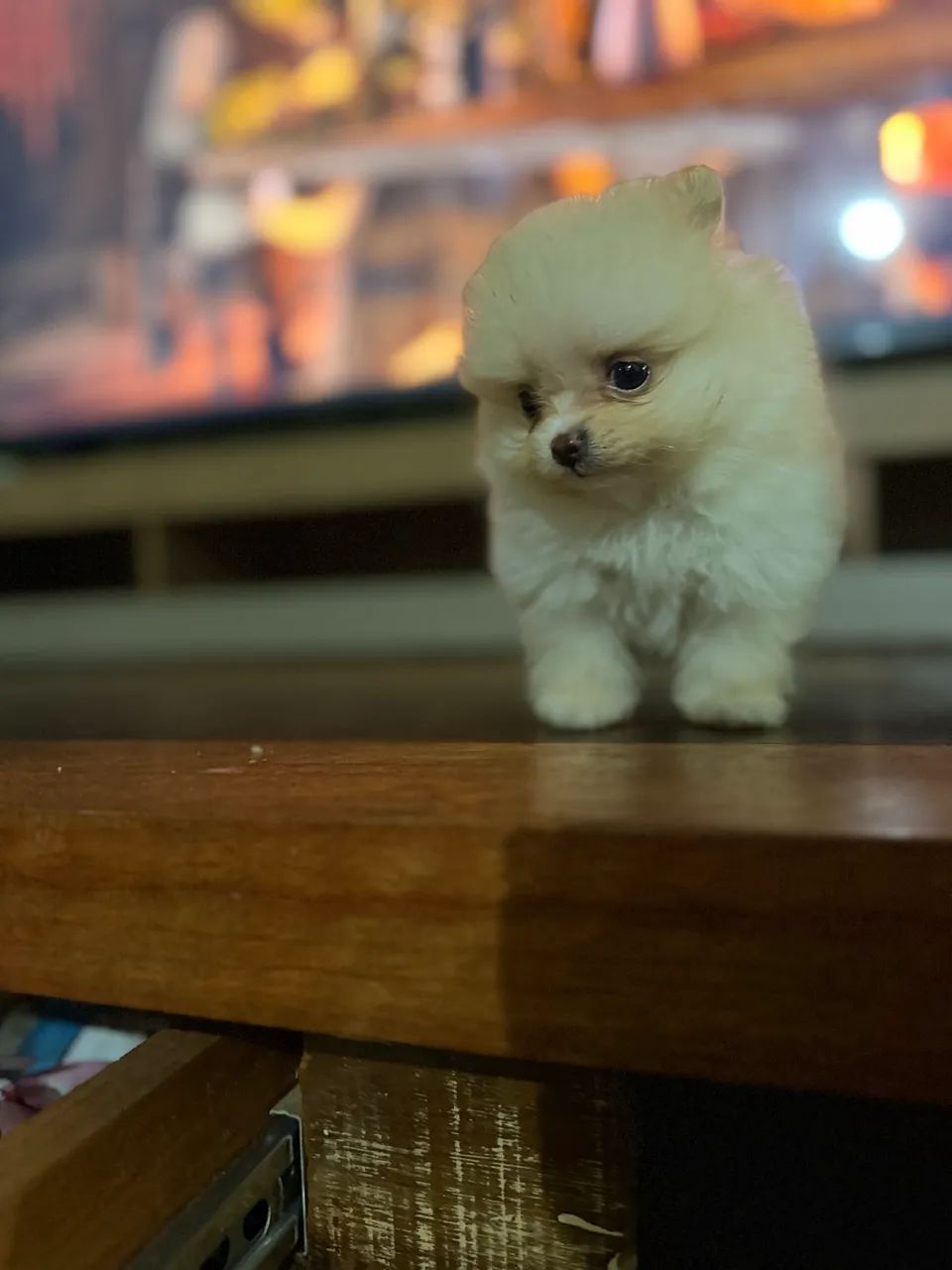 Spitz alemão 