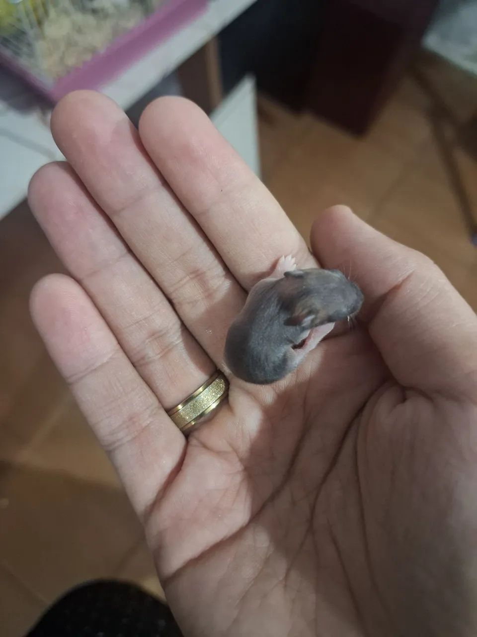Hamster Sírios e Anão - Foto 3