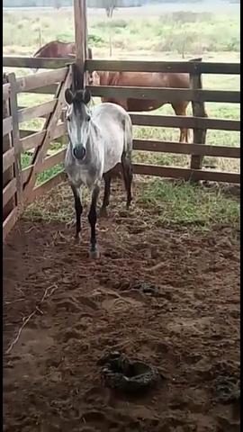 Vendo cavalo inteiro - Foto 2