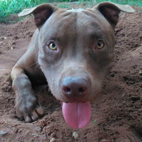 Pitbull disponível para cruzar - Foto 6