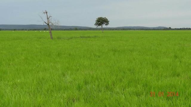 Fazenda c/ 4.500he, C/ 80% aberto, parte faz lavoura, Nova Xavantina-MT - Foto 6
