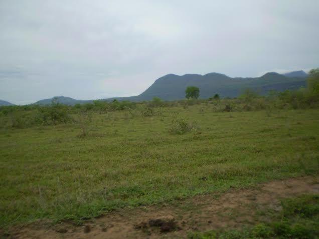 Fazenda c/ 7.615he c/ 4.200he formados, as margens da BR, Caceres-MT - Foto 2
