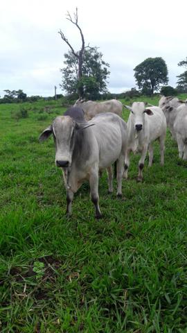 Fazenda c/ 1.060he, 836he formados, Pedra Preta/Itiquira-MT - Foto 6
