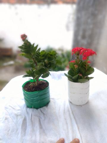 Vende - se 10 unidades