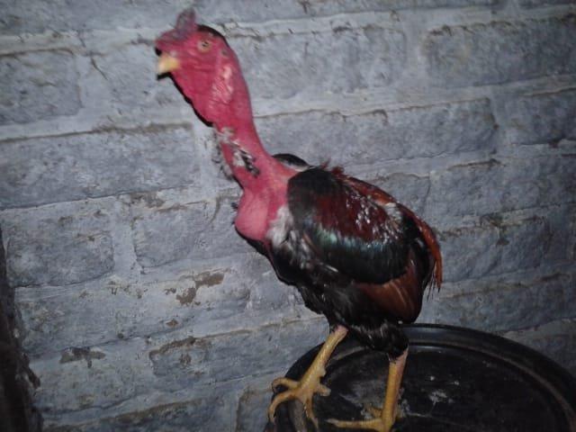 Vendo de barbada - Foto 4