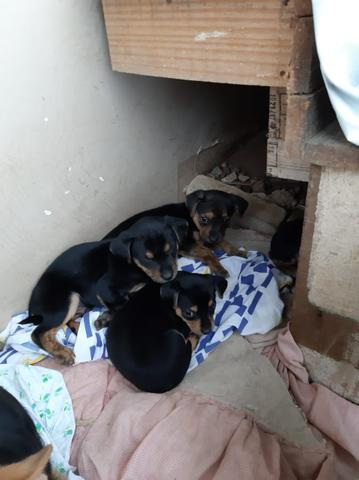 Cachorrinhos para doação responsável - Foto 2