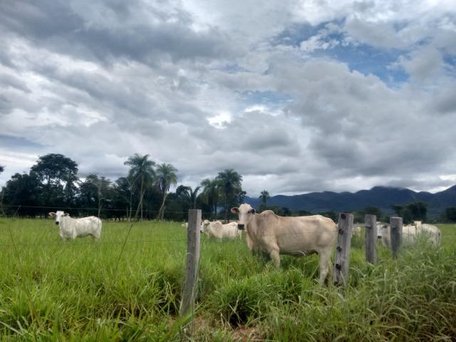 Fazenda 570 Hectares Grande Oportunidade - MT - Foto 5
