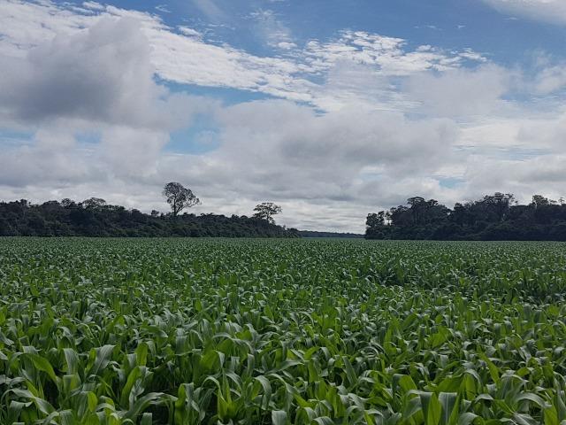 Fazenda 6.400 Hectares Plantando Lavoura - MT