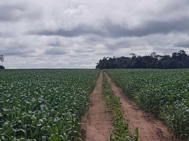 Fazenda 6.400 Hectares Plantando Lavoura - MT - Foto 4