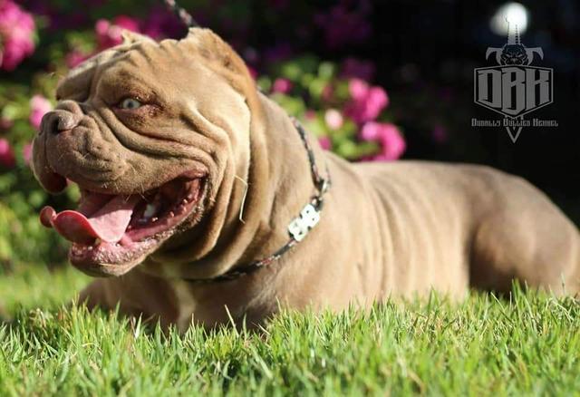 American Bully sangues Importados - Foto 2
