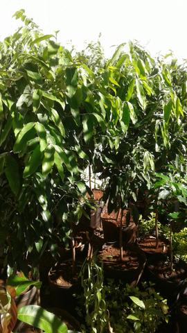 Produtor frutífera com Frutos-limão taiti, galego, pokan-Grama preço baixo-Montamos Pomar