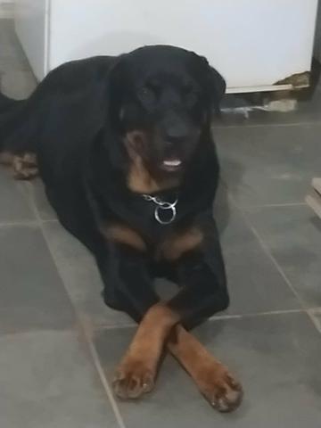 Filhotes de Rottweiler - Foto 6