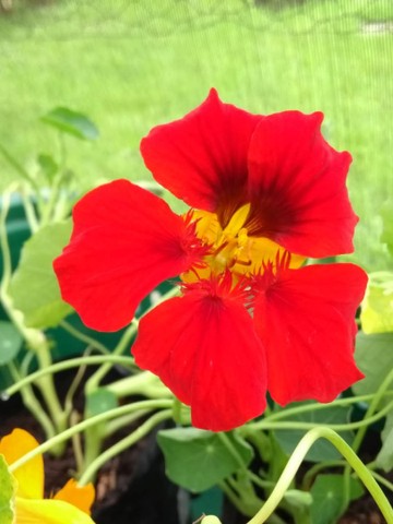 MUDAS DE CAPUCHINHAS E PANCS - Foto 5