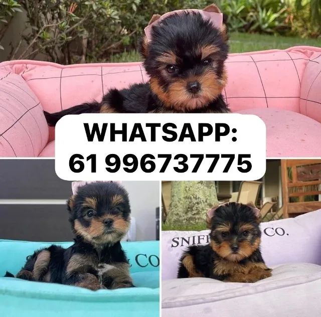 Ninhada disponível de Yorkshire micro e padrão 