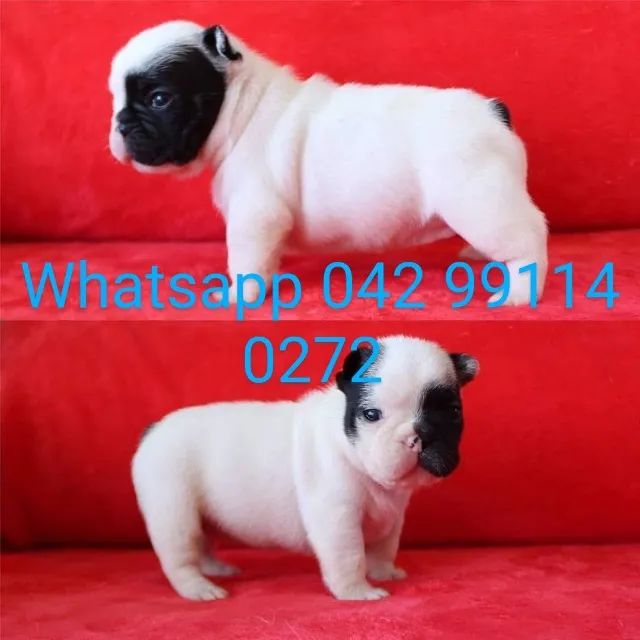 Bulldog francês machos e fêmeas pronta entrega envio pra todo Brasil 
