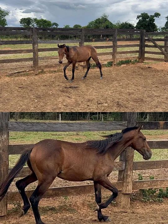 Potro e potra Barato - Foto 4