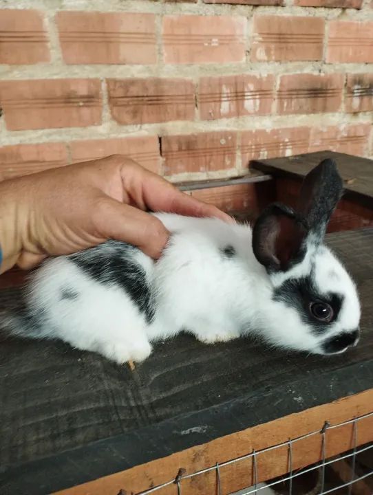 Filhotes Coelho Borboleta