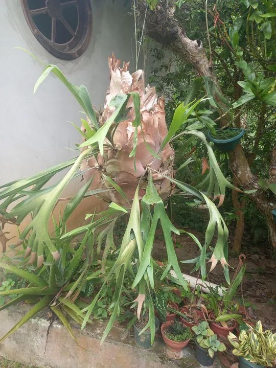 Chifre de Veado 