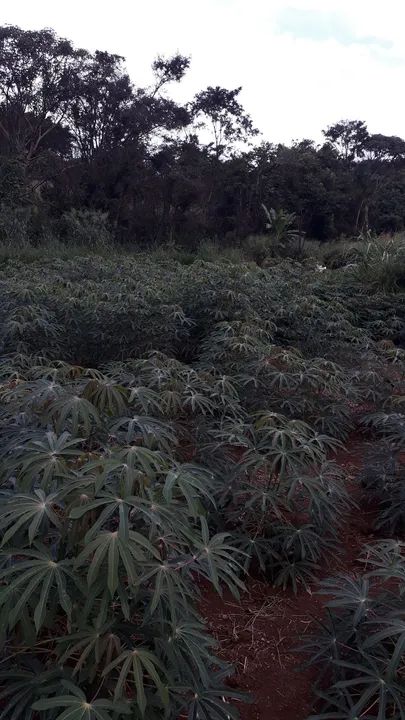 Vendo rama de mandioca  amarela. - Foto 4