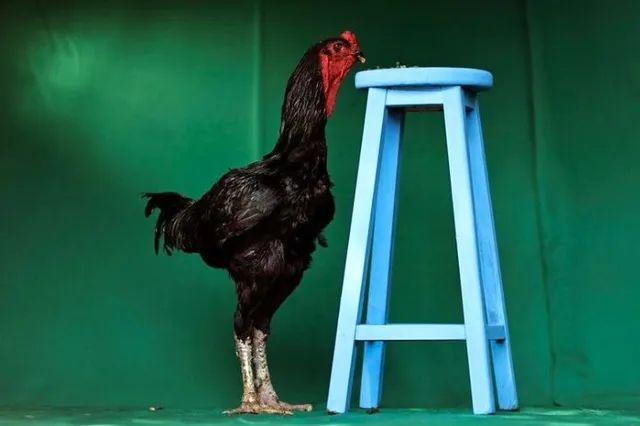 Índio Gigante GO - Foto 4