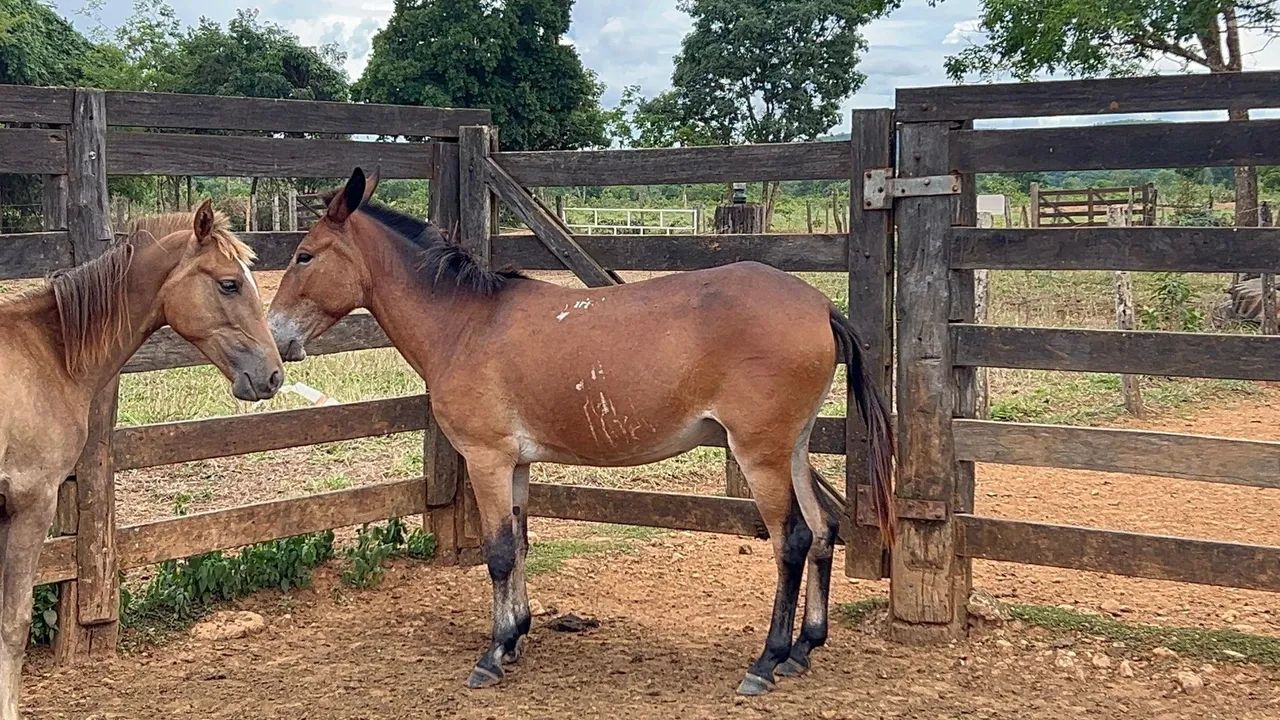 Potro e potra Barato - Foto 5