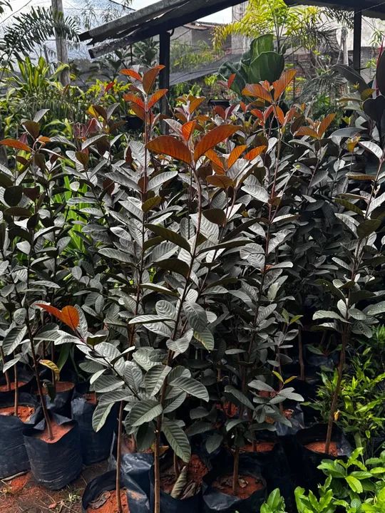 Mudas de plantas em atacado  - Foto 3