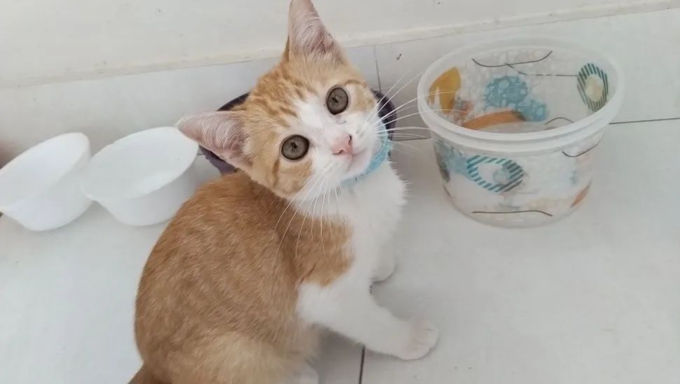 Gatinho laranjinha para adoção - Foto 4
