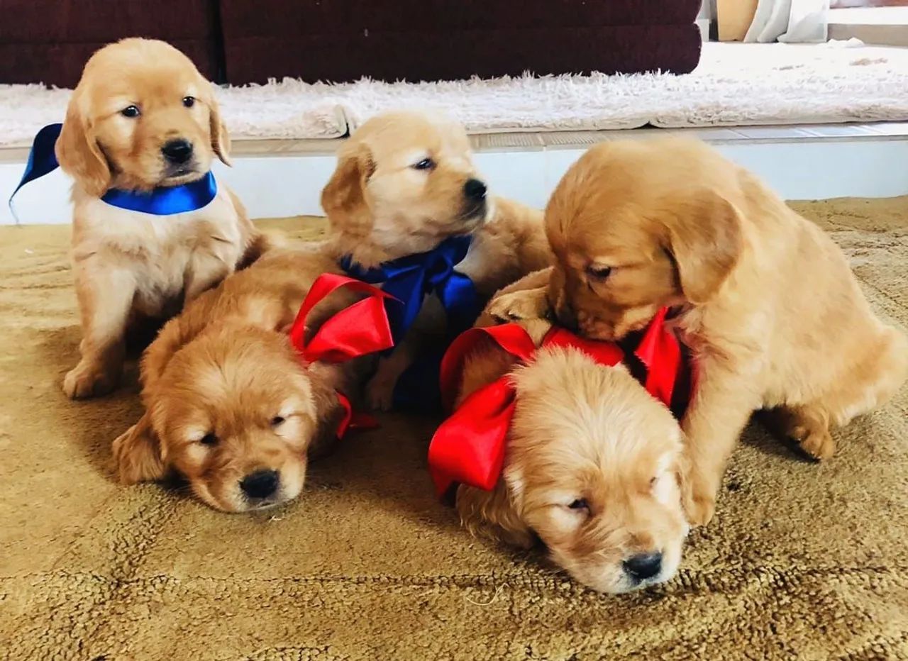 Golden Retriver  - Foto 5