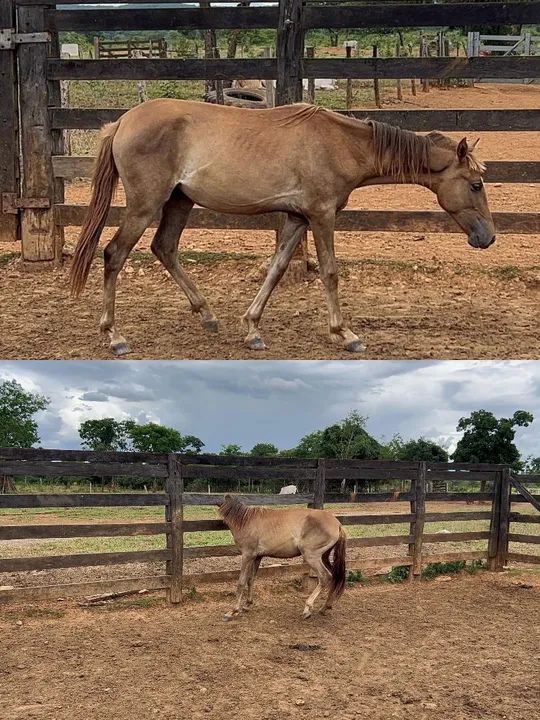 Potro e potra Barato
