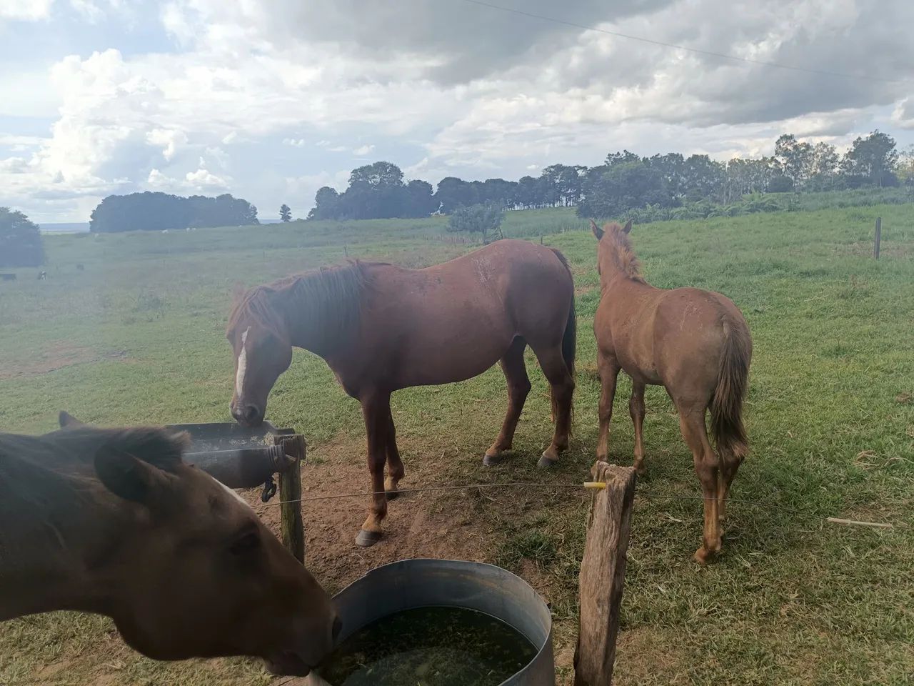 Dois cavalos para venda, Égua acompanhada  - Foto 4