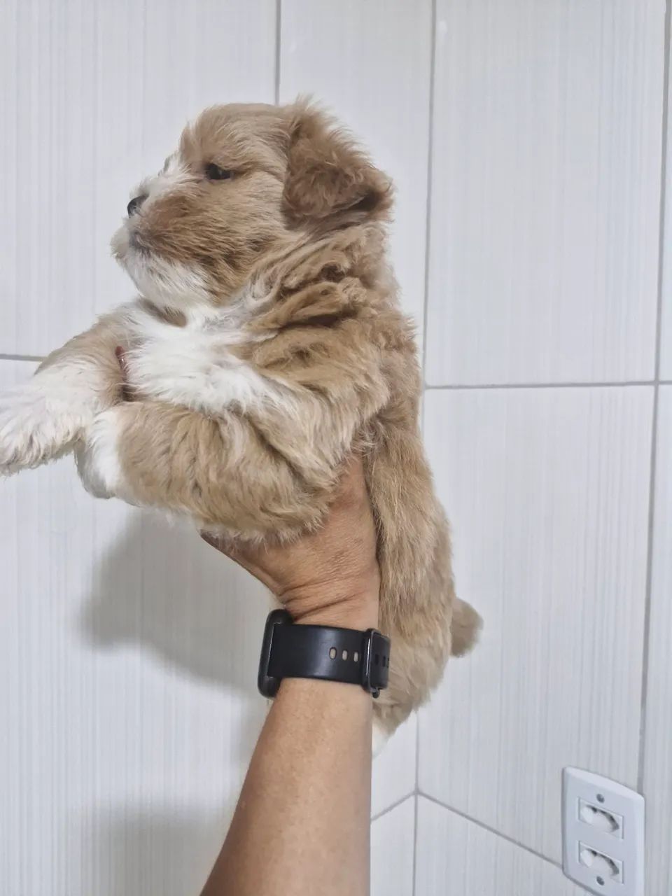 Filhote de Shih Tzu adorável para adoção - Foto 2