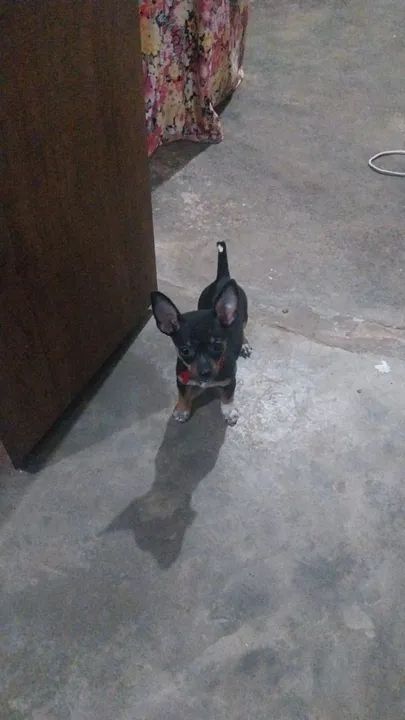 Pinscher Machinho