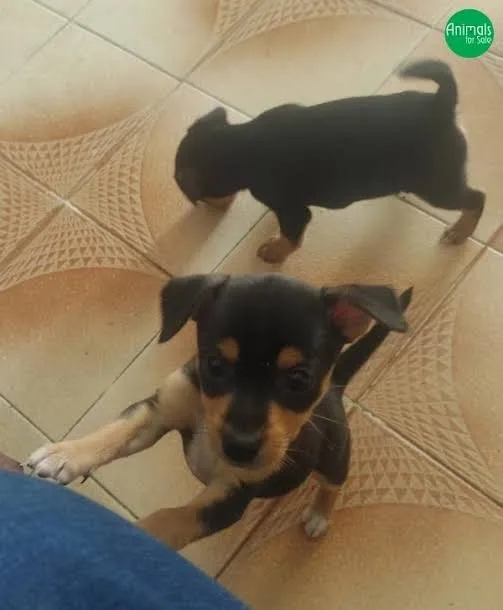 Labrador x rottweiler